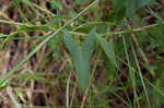 Saltmarsh morning-glory